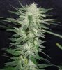 3rd MS Grow 040.jpg