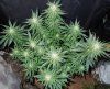 3rd MS Grow 052.jpg