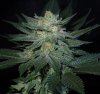 3rd MS Grow 063.jpg