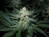 3rd MS Grow 067.jpg