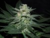 3rd MS Grow 070.jpg