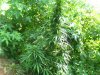 100_5293.jpg