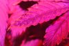 cookie leaf.JPG