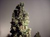 CC Day 61 (12).JPG