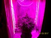 day38f.JPG