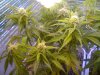 Easy Bud  End week 7.jpg