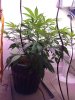 IMG_20170109_185353.jpg