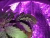 IMG_7162_web.jpg
