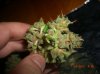 DB TEST NUG @ 71 DAYS_7-14-12 3.JPG