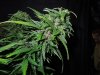 Mossys seeds 009.jpg
