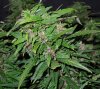 Mossys seeds 011.jpg