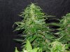 Mossys seeds 012.jpg