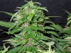 Mossys seeds 014.jpg