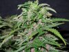Mossys seeds 019.jpg