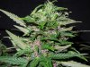 Mossys seeds 020.jpg