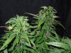 Mossys seeds 005.jpg