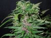 Mossys seeds 021.jpg