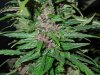 Mossys seeds 022.jpg
