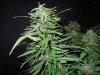 Mossys seeds 025.jpg