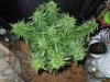 Mossys seeds 008.jpg