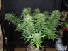 Mossys seeds 023.jpg