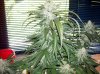 SD1 Day 67b (06a).JPG