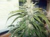 SD1 Day 67b (08).JPG