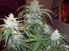 SD1 Day 67b (11).JPG