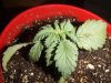 plant 015.jpg