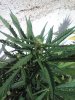 20160617_165700.jpg