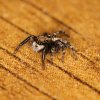jumping-spider-1.jpg