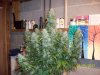 day60f.JPG