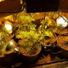 20170127_053141.jpg