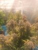 foggy2.jpg