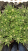 Screenshot_2017-01-29-21-38-31.png
