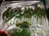 harvest1.JPG