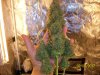 harvest4.JPG