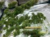 harvest5.JPG