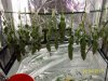 harvest6.JPG