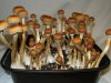 650838342-Psilocybe_cubensis_B_Type_1.jpg