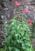 poppy-1.jpg