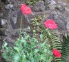 poppy-2.jpg