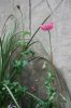 poppy-3.jpg