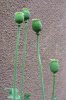 poppy-4.jpg