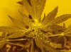 RUNTY-1_WEEK 8.JPG RUNTY-1_WEEK 8.JPG