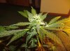 RUNTY-6_WEEK 8.JPG RUNTY-6_WEEK 8.JPG