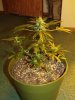 RUNTY-9_WEEK 8.jpg RUNTY-9_WEEK 8.jpg