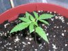 fastbud2_7-18.JPG fastbud2_7-18.JPG