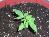 fastbud3_7-18.JPG fastbud3_7-18.JPG