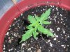 fastbud4_7-18.JPG fastbud4_7-18.JPG